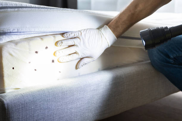 Wasp Removal Services in Avon Park, FL